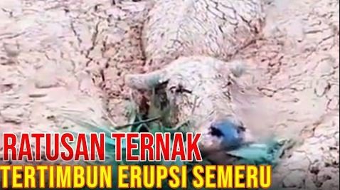 
                                 Ternak-Sapi-Terdampak-Erupsi-Gunung-Semeru